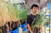 世界初、トウモロコシコムギ開発