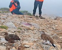 ライチョウ繁殖技術確立へＣＦ、目標２０００万円　富山市ファミリーパーク