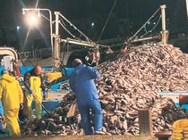 魚津寒ハギ連日大漁、４日間で１００トン超　寒波影響か、漁港活気