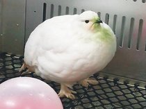 ニホンライチョウ１８日までに５羽移動　富山市ファミリーパーク含む５施設間