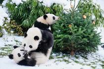 中国、ドイツと「パンダ協定」