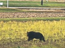 民家にクマ、緊迫の２時間　砺波・初の緊急銃猟、家人「まさか来るとは」