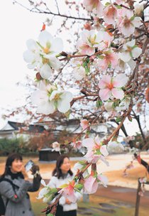 寒さ癒やす薄紅　富山城址公園