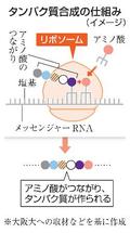 タンパク質作る工場、合成に成功