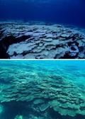 サンゴ白化、三宅島でも