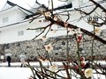 雨の中、ウメほころぶ　１１日の県内