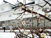 雨の中、ウメほころぶ　１１日の県内