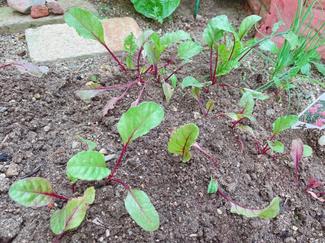 ㉝落花生を初収穫！白菜、小カブ、大根は追肥で応援【富山でつくる！ポタジェガーデン】