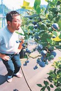 ブルーベリー色づく　富山・八尾の観光農園、２１日から営業