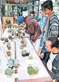 身近な多肉植物集合　氷見・海浜植物園で展示