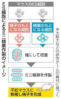 マウスＥＳ細胞で精巣作製