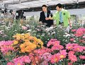 スプレーギクの新品種、商品化へ選抜　南砺市園芸植物園