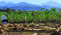 剱岳を望む畑で収穫が進むサトイモ。大きな葉を刈り取って掘り起こす＝上市町広野新