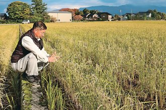 広がるか再生二期作　県内で２５年秋試行、気候・費用対効果に課題