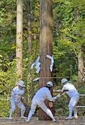 神木搬送、木曽の山中から伊勢へ