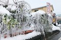 樹木につらら、まるで「樹氷」　２６日の県内冷え込む