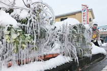 樹木につらら、まるで「樹氷」　２６日の県内冷え込む
