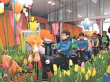 ミニＳＬに乗りながらチューリップの観賞を楽しむ園児たち