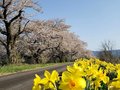 塩の千本桜の散歩道とBBQ