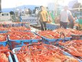 輝く朱色、今季最多２・３トン　魚津港でベニズワイガニ漁本格化