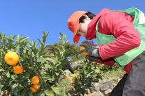 豪雨被害、ミカン畑で学ぶ