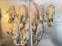 釣果はいけん<br />アオリイカ胴長２０センチ　法野禎和さん（４７）南砺市福光