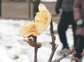 立春、梅が咲き始め　高岡古城公園