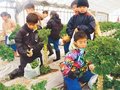 旬の野菜「プチヴェール」おいしい　朝日のさみさと・あさひ野小３年生、収穫体験