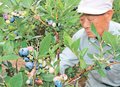 ブルーベリー１５品種４５０本、収穫楽しんで　富山・八尾の井上さん農園