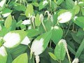 涼やか白く“化粧”　県中央植物園でハンゲショウ見頃