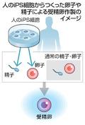 ｉＰＳ細胞から受精卵作製認める