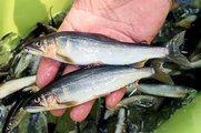網漁で捕獲したアユ。大きいものの体長は１５センチほど