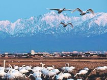 ハクチョウが銀嶺に映え　富山と高岡、２０日は気温２０度予想