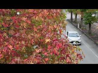 ＜とやまの紅葉２０２４＞県総合運動公園近く<br />陽光に輝く