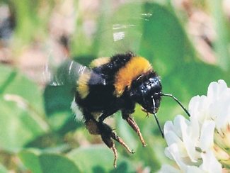 ＜ダニ博士の徒然草＞２５　五箇公一<br />農家の救世主が外来生物に