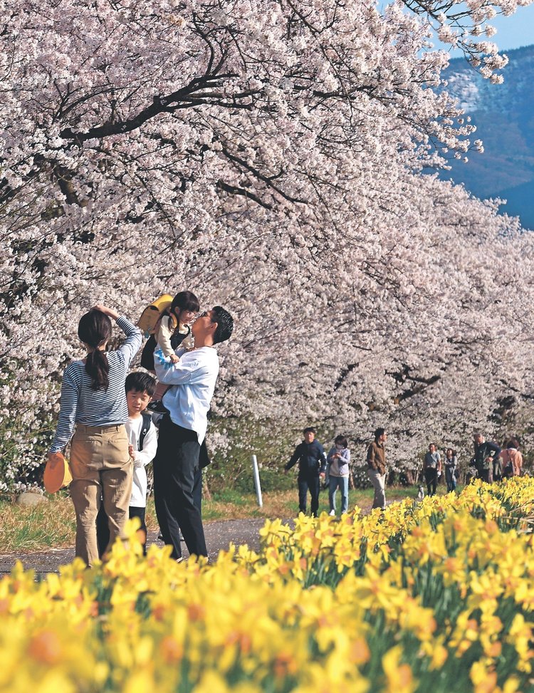 とやまの桜2025富山・塩の千本桜／スイセンと共演｜北日本新聞