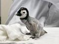 赤ちゃんペンギン公開、和歌山