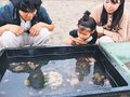 浜辺イベント、遊びに来て　富山・八重津浜で生き物展示や宝探し、海水浴場組合が初企画