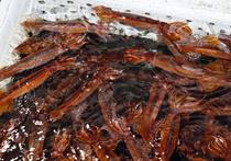 スルメイカの年間漁獲枠を拡大