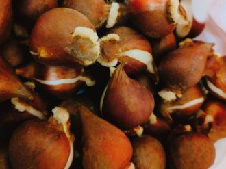 春はもうすぐ…🌼