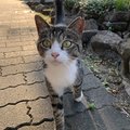 「やっぱり猫が好き」立川談幸（お笑いぱっちり倶楽部）