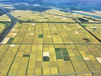 令和米騒動～農のあした＜１９＞第２部／生産調整（減反）６「大潟村の県人〈上〉」<br />大規模農業の夢破れ