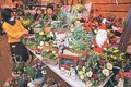 クリスマスに彩り　富山の園芸店が寄せ植え作り