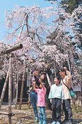 桜とグルメ、一緒に堪能　南砺、善徳寺で城端しだれ桜まつり