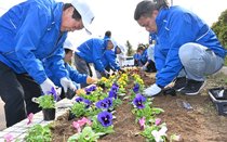 パンジー華やか　氷見ＬＣが特養の花壇植え替え