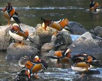 オシドリ飛来、冬の気配