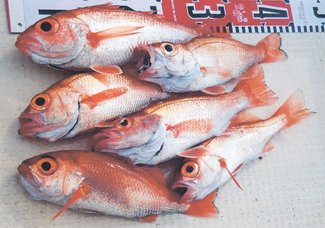 釣果はいけん<br />ノドグロ体長３１センチ　明石幸雄さん（７６）富山市豊田本町