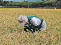 令和米騒動～農のあした＜５＞第１部／背景と余波４「作況指数」<br />実態反映？揺らぐ信頼