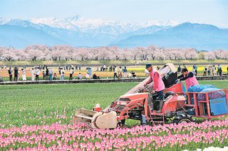 ＜未来へつなＧＯ！＞チュリストやまざき（朝日町）<br />球根育て「四重奏」挑戦