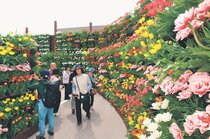 【写真特集】色とりどり 笑顔咲く　となみチューリップフェア開幕